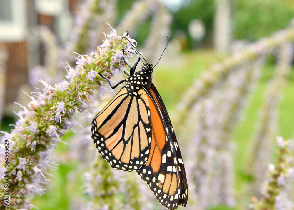 Fototapeta premium A Monarch (Danaus plexippus) hangs upside down while feeding on the nectar of Anise Hyssop flowers (Agastache foeniculum.) Copy space. Closeup.