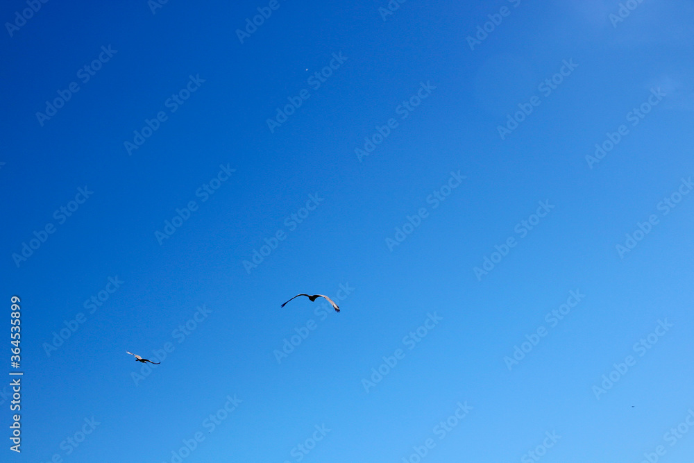 Birds are flying in blue sky
