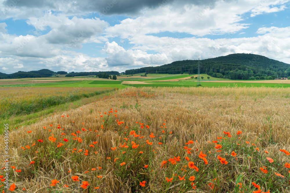 field of poppies