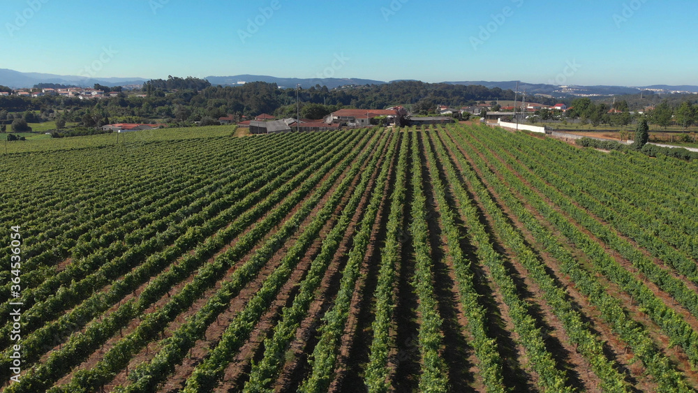 Aerial view of rows of green vineyards growing in the agricultural lands of Esmeriz, Famalicao, Minho Region. Minho is the biggest wine producing region in Portugal.