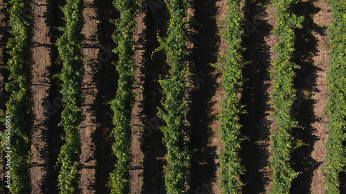 Aerial view of rows of green vineyards growing in the agricultural lands of Esmeriz, Famalicao, Minho Region. Minho is the biggest wine producing region in Portugal. photo