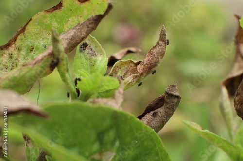 Insect pests destroy basil in the garden Until the yellow leaves are dry