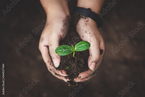 Closeup hands of person holding soil with young plant in hand.