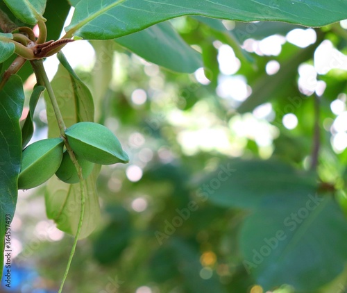 Fresh green unripe almonds fruits for Indian almond tree © vj