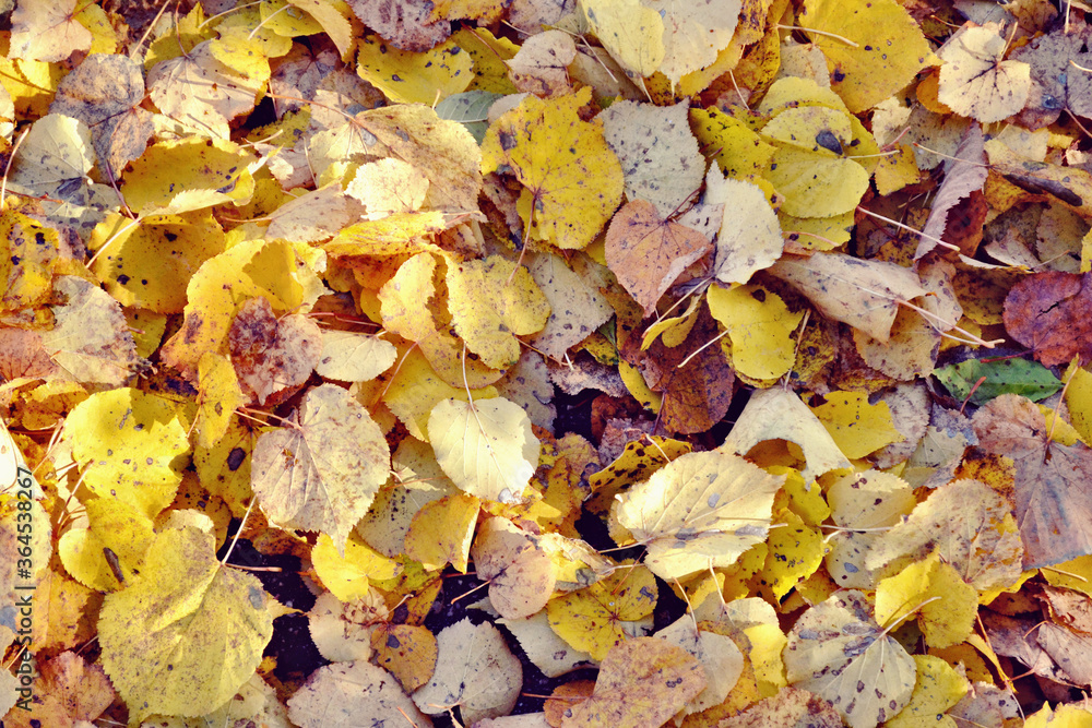 Texture of blanket of autumn leaves. Indian summer. Closeup. Texture of blanket of autumn leaves. Indian summer. Closeup.