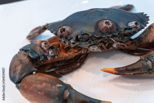 Mud Crab (Scylla serrata) covered in the antifouiling. photo