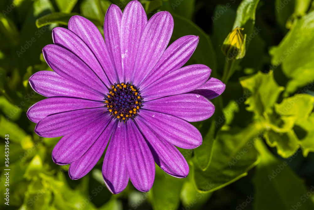 Gorgeous close up view of pink african daisy flower on green background. Beautiful nature backgrounds. Gorgeous close up view of pink african daisy flower on green background. Beautiful nature backgrounds.