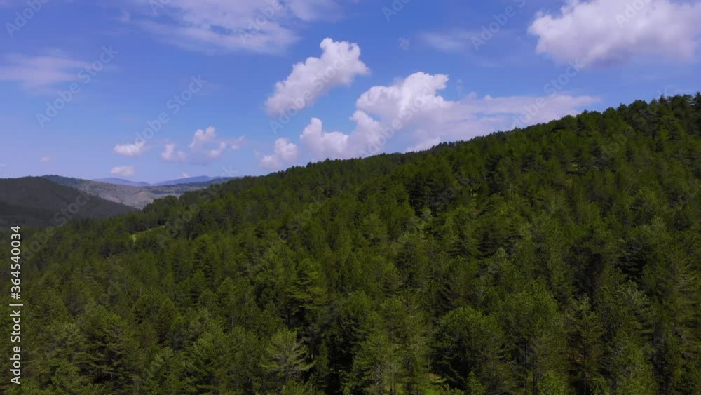 Pine forest texture with beautiful landscape in green and blue on a cloudy sky of summer Pine forest texture with beautiful landscape in green and blue on a cloudy sky of summer