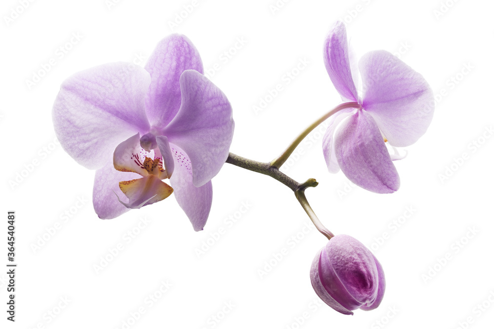 Naklejka premium Beautiful orchid flower on a white background for designers.