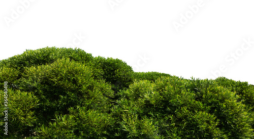 Green bush is isolated on a white background, lush foliage.