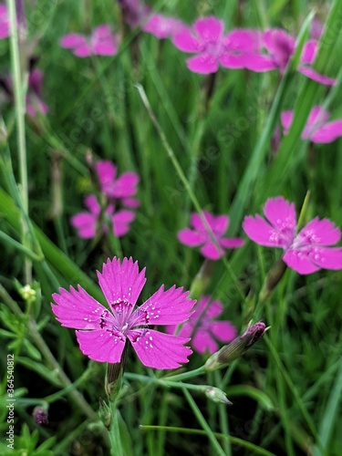 Fototapeta Naklejka Na Ścianę i Meble -  pink cosmos flower
