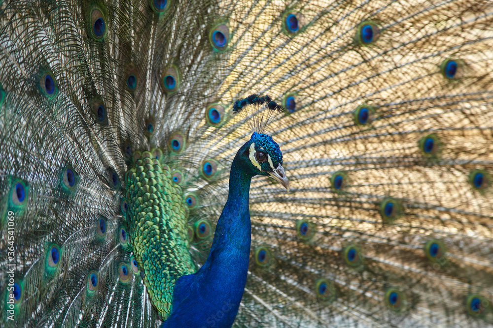 Naklejka premium PEACOCK WITH ITS UNDROPPED FEATHER.