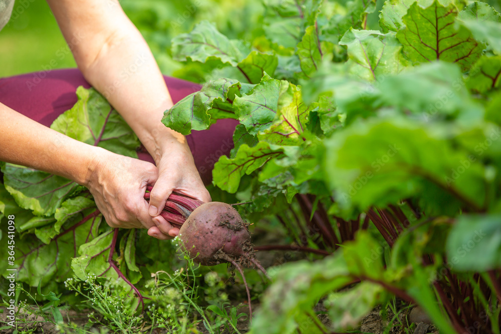 Woman harvesting fresh beetroot from her garden, gardening concept, vegetarian harvest