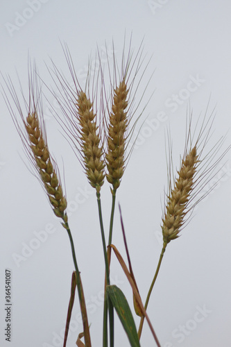 Wheat ears and wheat field