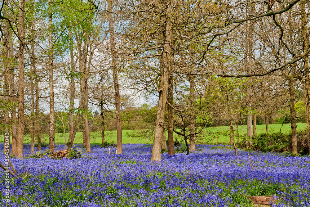 Bluebell Woods at The Spinney in Greys Court Rotherfield Greys near Henley on Thames Oxfordshire England UK Bluebell Woods at The Spinney in Greys Court Rotherfield Greys near Henley on Thames Oxfordshire England UK