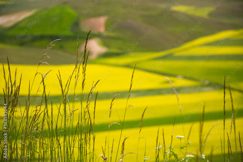 Agricultural valley with colorful fields in summer Agricultural valley with colorful fields in summer