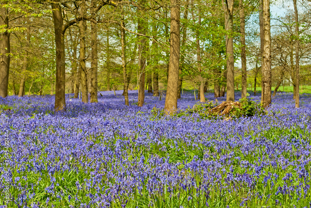 Bluebell Woods at The Spinney in Greys Court Rotherfield Greys near Henley on Thames Oxfordshire England UK
