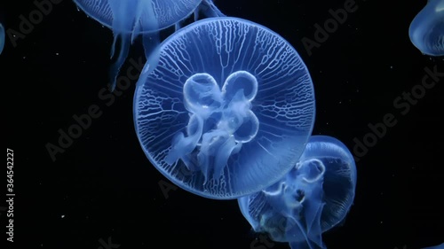 Close up of Jelly blubber jellyfish (Blue blubber jellyfish or Catostylus mosaicus) slow moving underwater on black background