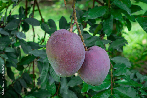 Принти на полотні Mango tommy atkins photograph taken of two mangoes attached to the tree