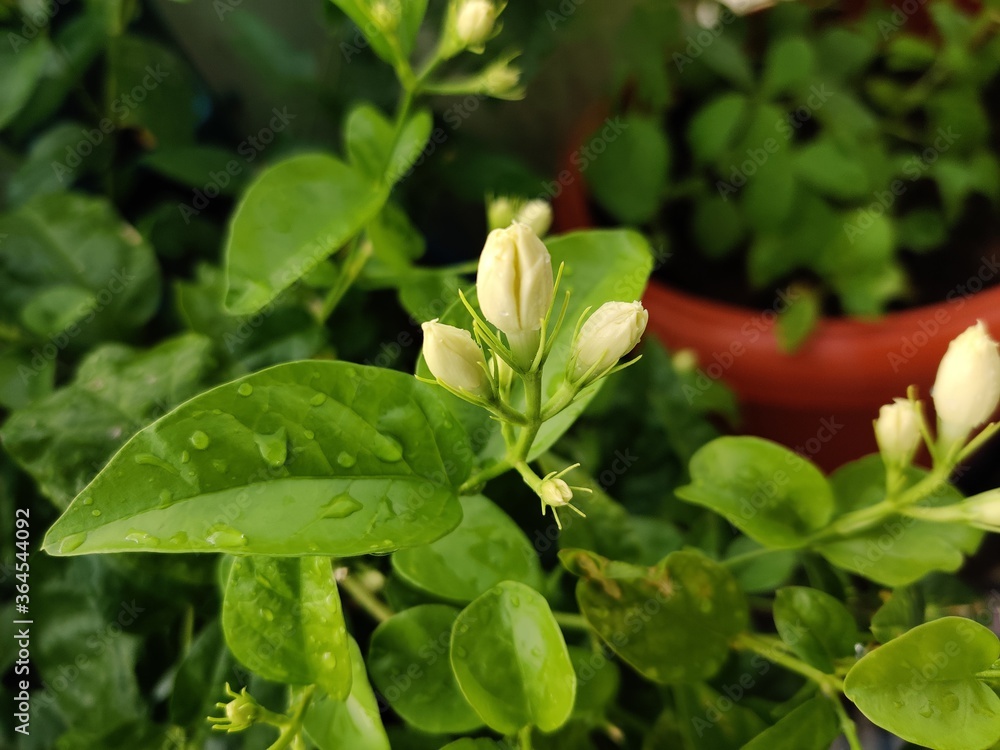 Fototapeta premium fresh basil leaves