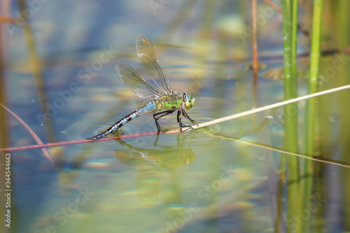 Wallpaper Mural Dragonfly holding on a stalk of grass. Dragonfly in the nature. Dragonfly in the nature habitat. Beautiful nature scene with dragonfly outdoor.a background wallpaper.The concept for writing Torontodigital.ca