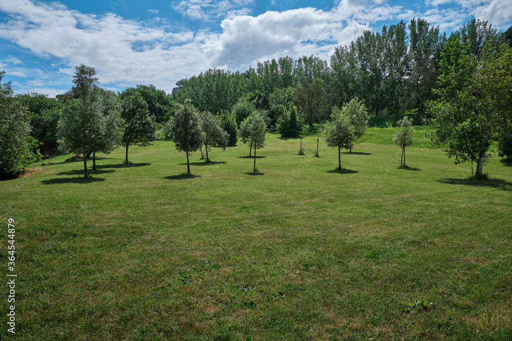 Programma di riforestazione