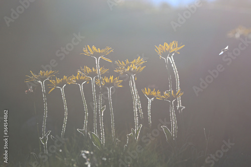 Beautiful yellow flower (Doronicum clusii) illuminated by the first rays of the sun high in the mountains photo