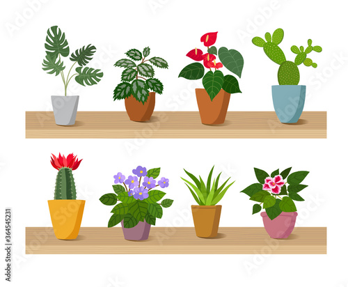 Houseplants an cactus on table