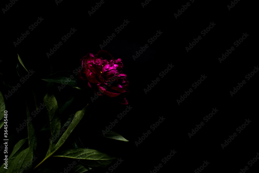 Pink peony, dark background. Fresh flowers with water drops. Wet pink peony flower macro isolated on black. Pink peony isolated on the black background. Close up on pink peony on dark background. Pink peony, dark background. Fresh flowers with water drops. Wet pink peony flower macro isolated on black. Pink peony isolated on the black background. Close up on pink peony on dark background.