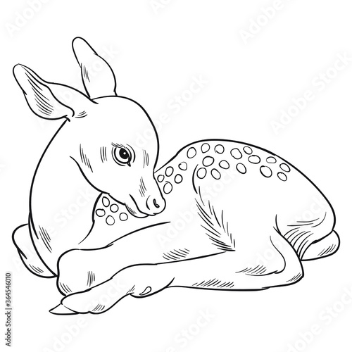 Hand drawn vector of fawn isolated on white background. Black and white stock illustration of young deer for coloring.