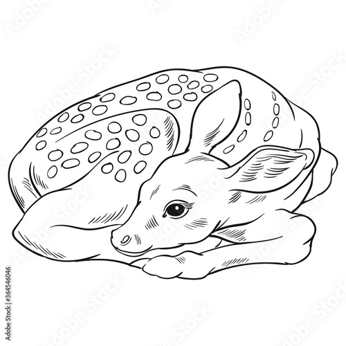 Hand drawn vector of fawn isolated on white background. Black and white stock illustration of young deer for coloring.