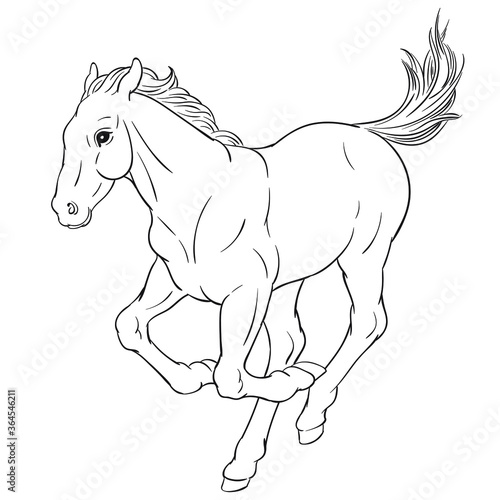 Hand drawn vector of foal isolated on white background. Black and white stock illustration of young horse for coloring book.