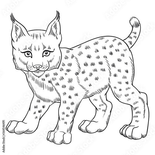Hand drawn vector of young lynx cub isolated on white background. Black and white stock illustration of young cat for coloring.