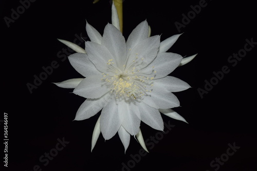 White Orchid Cactus Queen of the Night Flower with black background. That bloom at night and flowers are short lived.