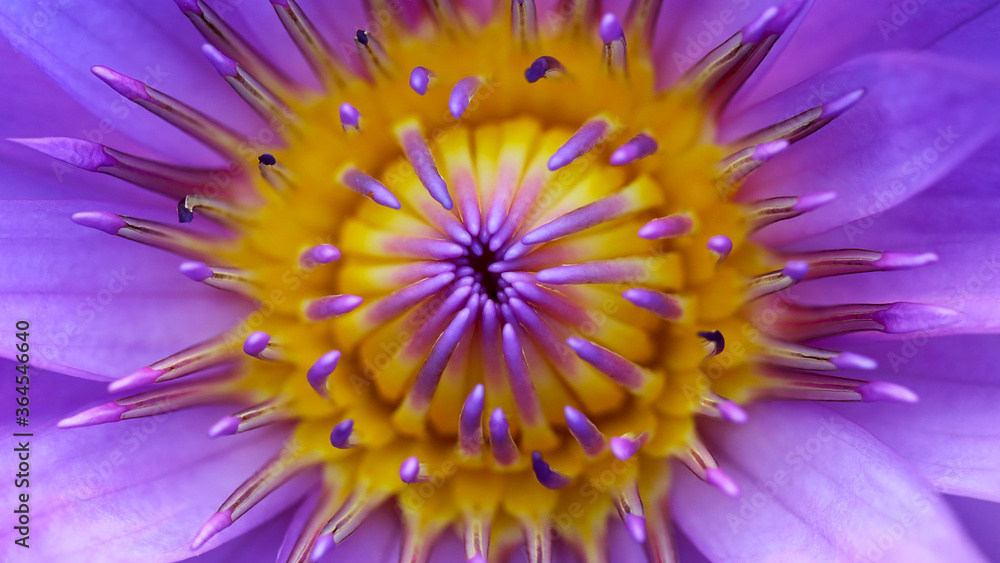 Obraz premium inside a yellow and purple colorful waterlily lotus flower, macro photography of the exotic tropical flora in a pond in a garden in Bangkok, Thailand