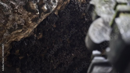 Wallpaper Mural Bats Hanging from the Cave Right Above the Goa Lawah Temple, Bali Torontodigital.ca