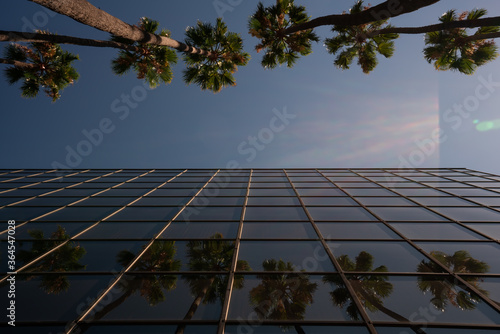 Shot of palm trees reflected in a windows of an office building in Hollywood California