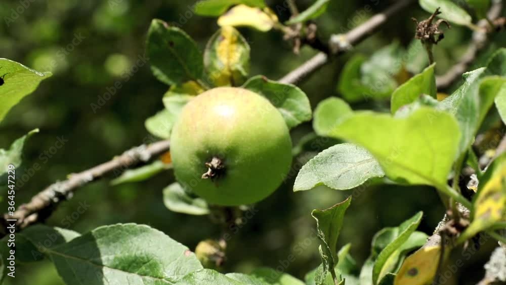 green apple growing on tree close-up. fruit trembling from the wind. beautiful farm background and concept of harvest
green apple growing on tree close-up. fruit trembling from the wind. beautiful farm background and concept of harvest