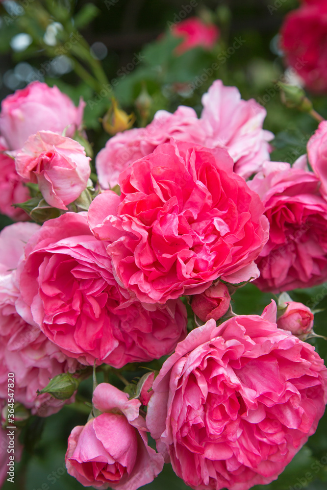 Wunderbare rosa Rosen blühen im Garten