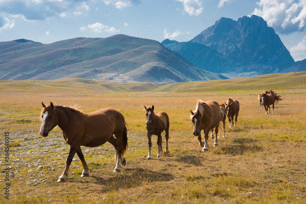 Horses walking free in a mountain valley Horses walking free in a mountain valley