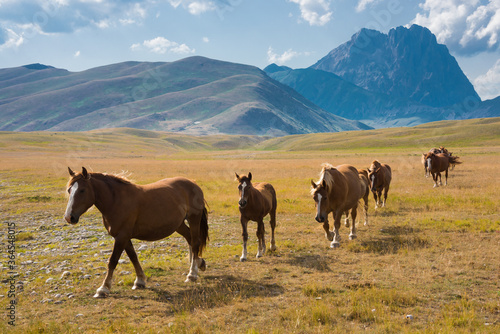 Horses walking free in a mountain valley