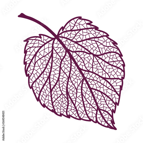 Illustration of autumn linden leaf.