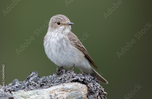 Spotted Flycatcher