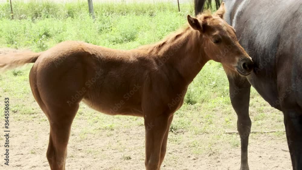Sweet innocent small baby foal standing by black mother horse in rural farm countryside land, static close up