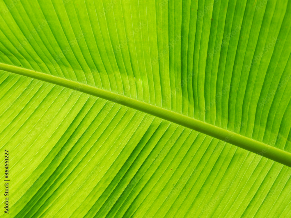 green leaf close up background texture banana green leaf close up background texture banana