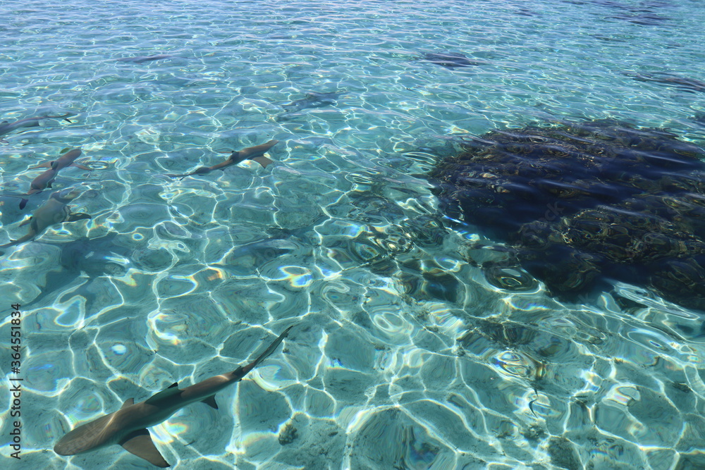 Requins de lagon à Taha'a, Polynésie française