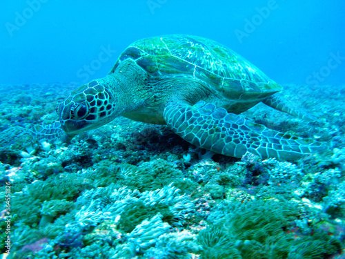 Large green sea turtle close up 