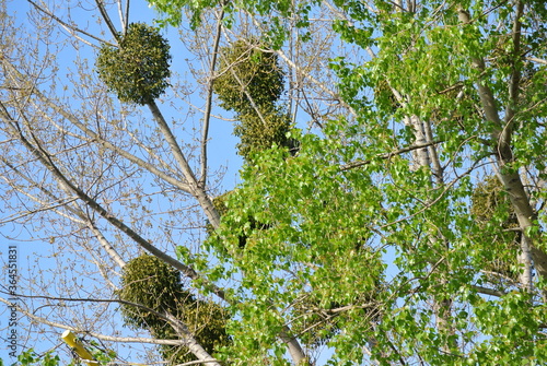 Mistletoe (lat. Víscum) parasite plant on the trunks and branches of deciduous trees