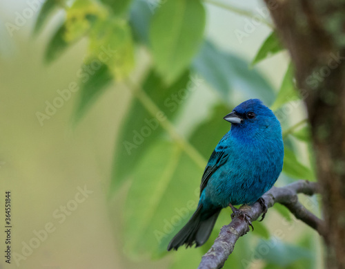 Indigo Bunting (Passerina cyanea) perched on branch soft green leaves background