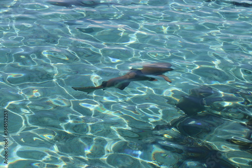 Requins de lagon    Taha a  Polyn  sie fran  aise